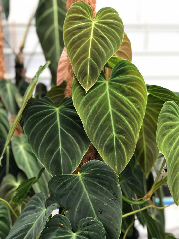 some very pretty green plants with big leaves