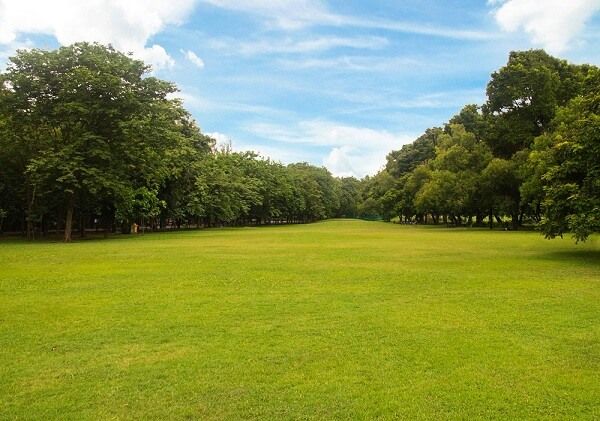 an open field with trees in the background