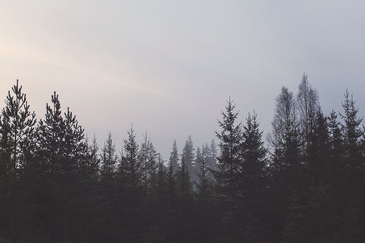 a group of pine trees standing in the middle of a forest on a foggy day