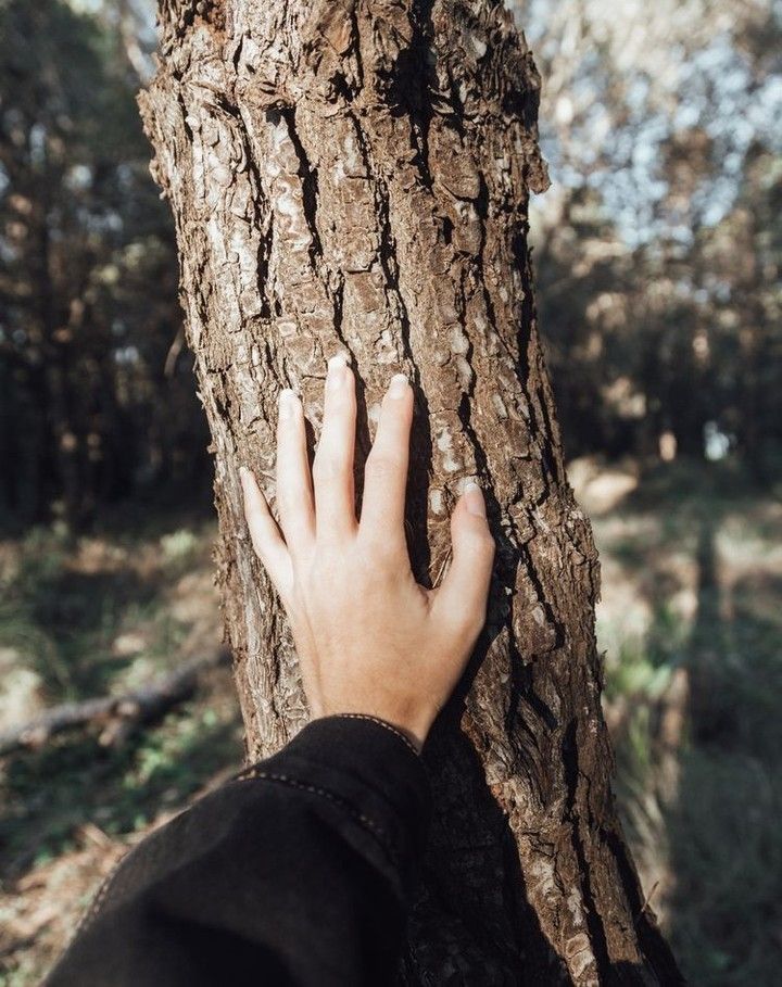 a person's hand on the trunk of a tree