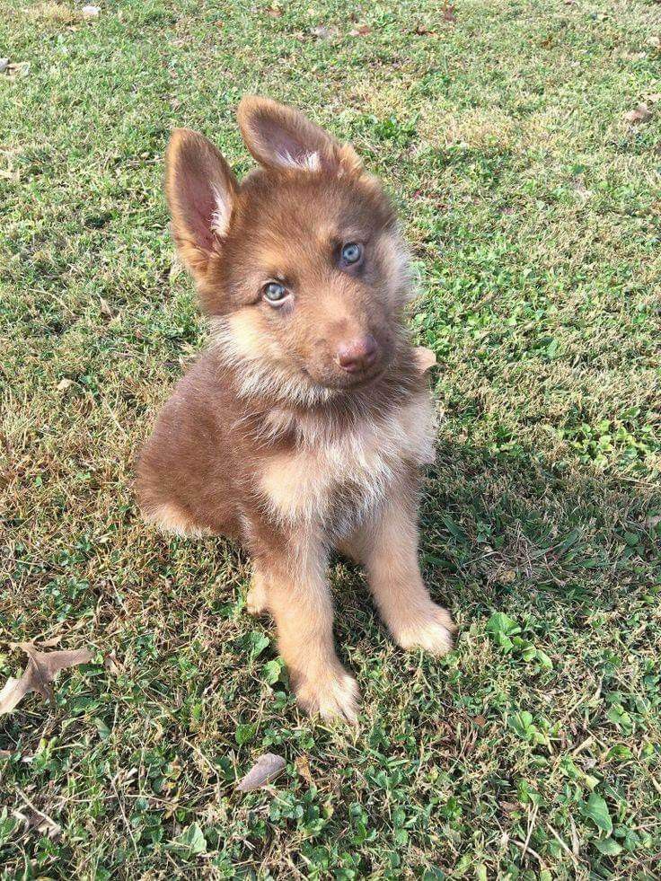 a brown and black puppy sitting on top of a green grass covered field with blue eyes