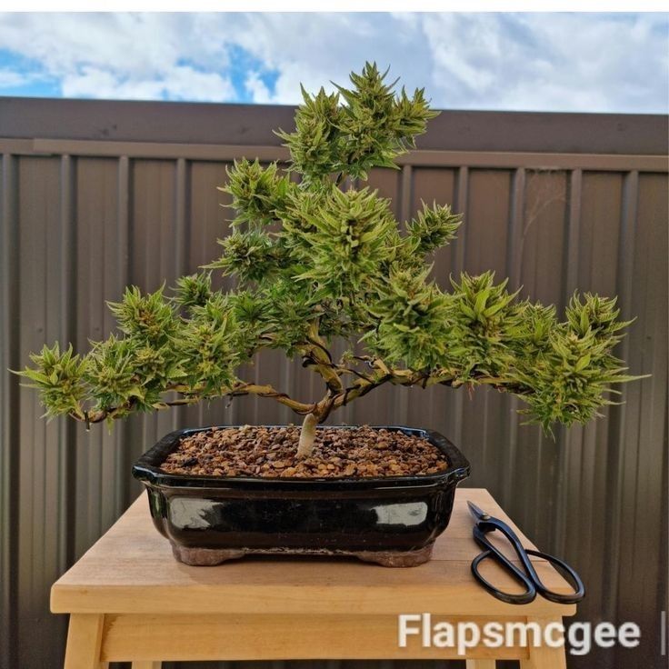 a bonsai tree sitting on top of a table next to a pair of scissors