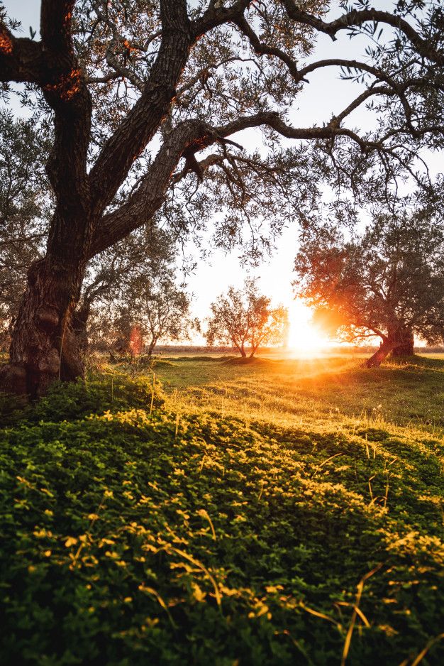 the sun is setting behind some trees in an open field with green grass and yellow flowers