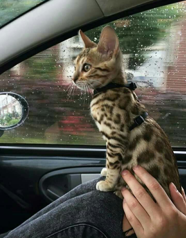 a person holding a cat in their lap while sitting in the driver's seat