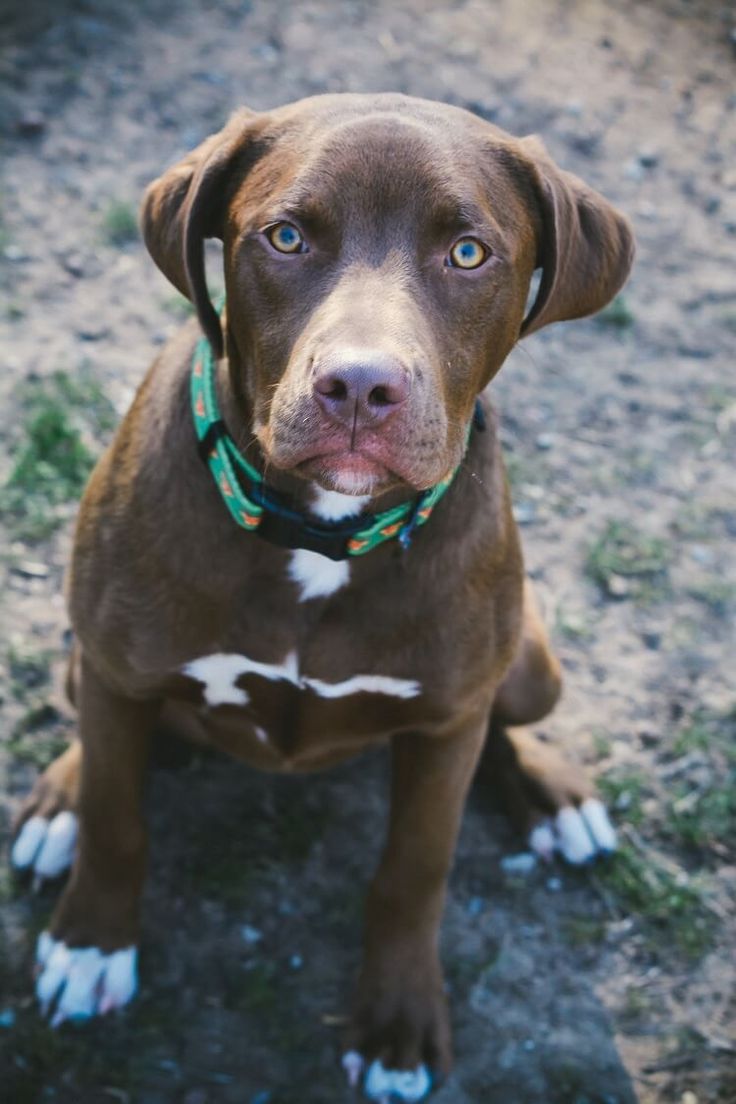 a brown dog sitting on top of a dirt field