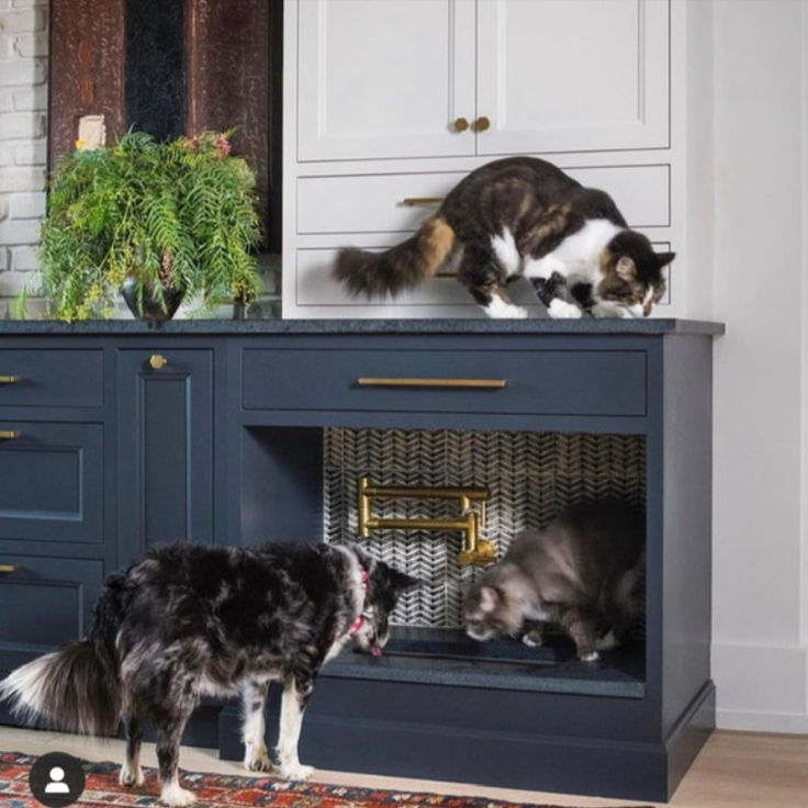 two cats and a dog are standing on top of a cabinet in the living room