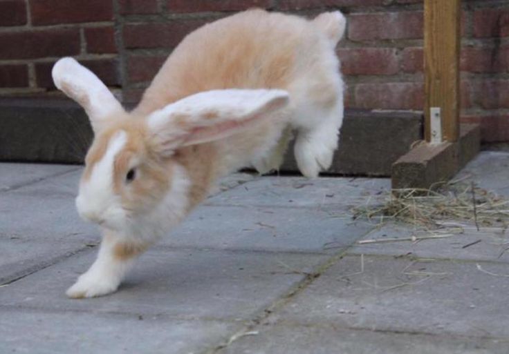 a small rabbit is running on the sidewalk