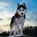 huskylovers_