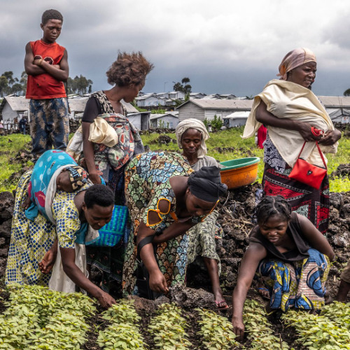 La FAO en Bref - 9 décembre 2024