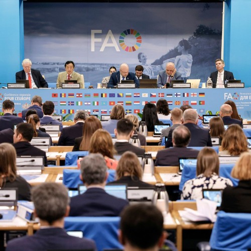 FAO Brief - 20 May 2024