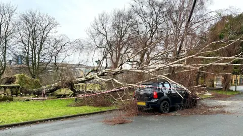 A tree in a park brought down by the wind lies on top of a mini. The area has been taped off.