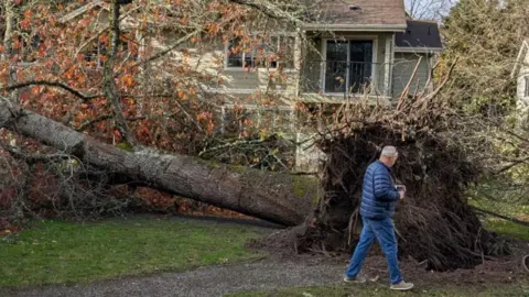 A man walks in front of an uprooted tree, the roots of which tower over him