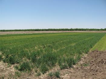 Green manure.