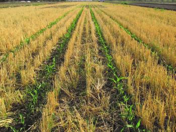 Corn strip-till