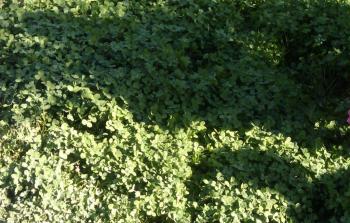 cover crops