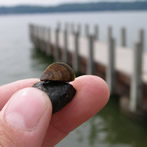 zebra mussels