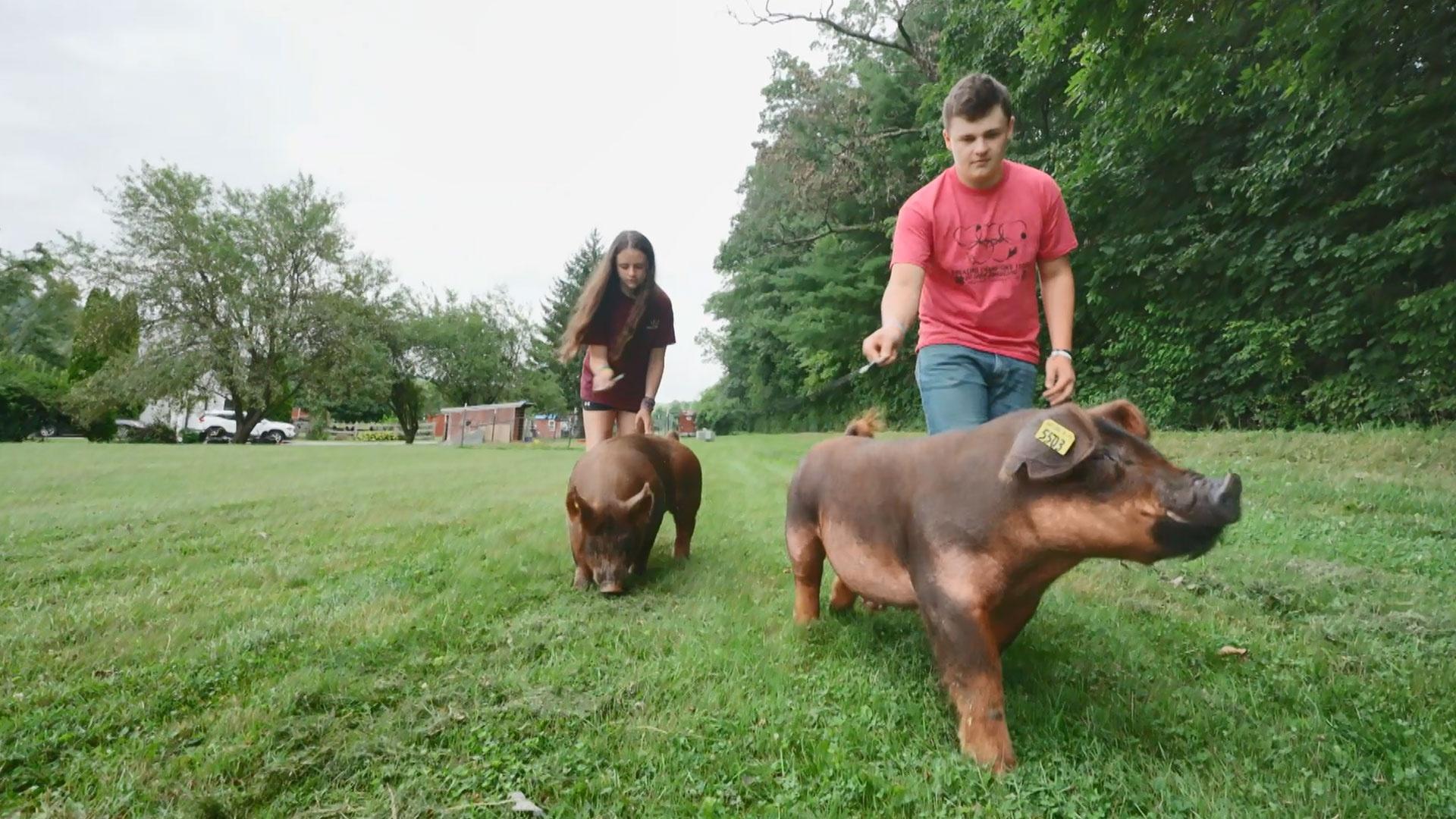 Raising Competitive 4H Showpigs; Agvocates; Al Spoler at the Caroline County Peach Festival.