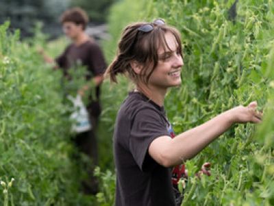 a woman picking peas at a farm.