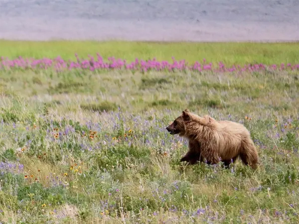 A young grizzly frolics among wildflowers in Glacier National Park.