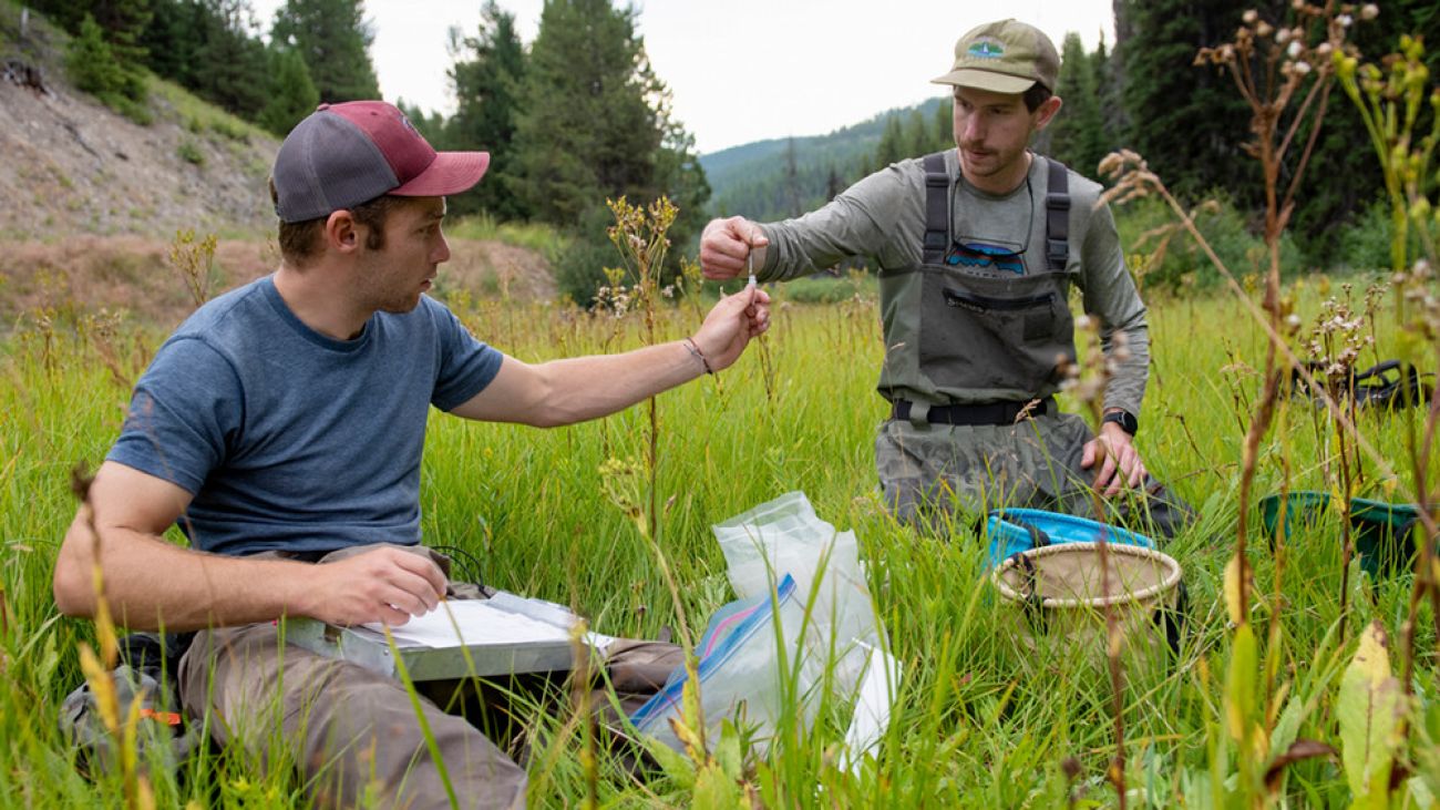 Two men sit in tall grass collecting samples