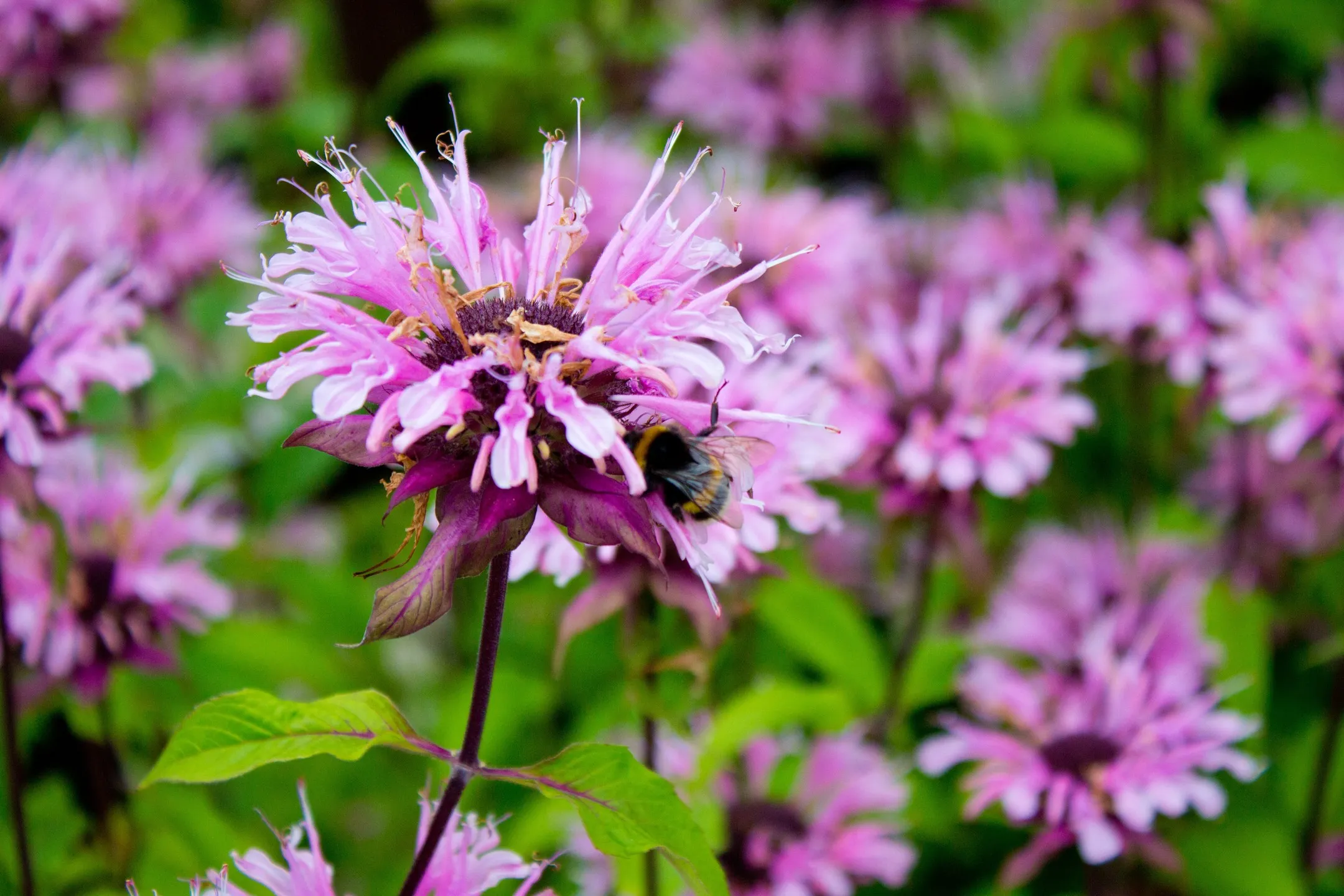 What Not To Plant With Bee Balm