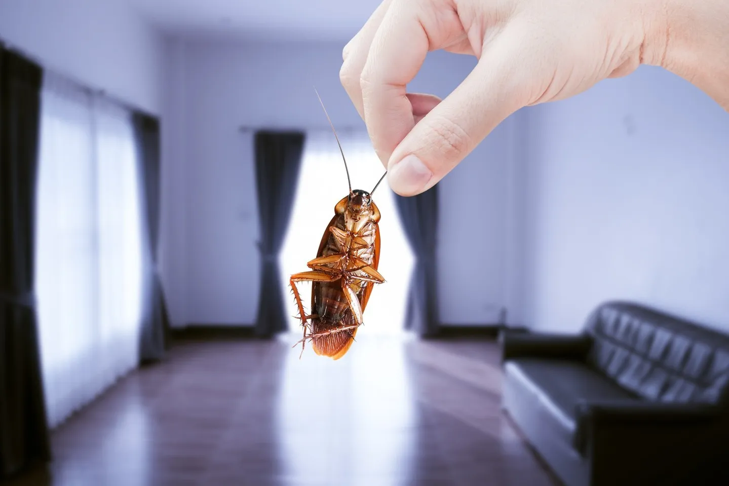 How To Get Rid Of Cockroaches In Kitchen Permanently