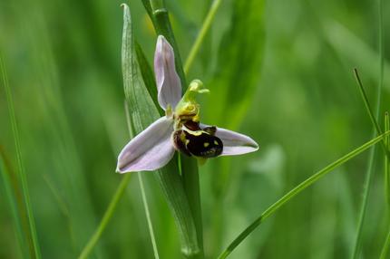 Trockenwiesen: Die Bienen-Ragwurz, eine Orchidee, gedeiht in Trockenwiesen.