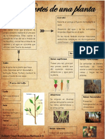 Partes de La Planta YTDM