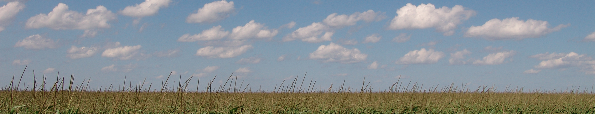 Corn Field