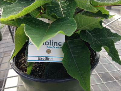 biological control on a greenhouse plant