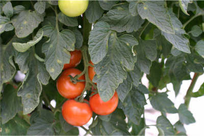 tomatoes in greenhouse