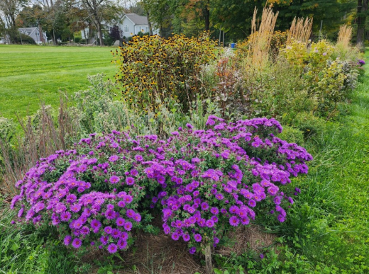 Meadow with flowering plants