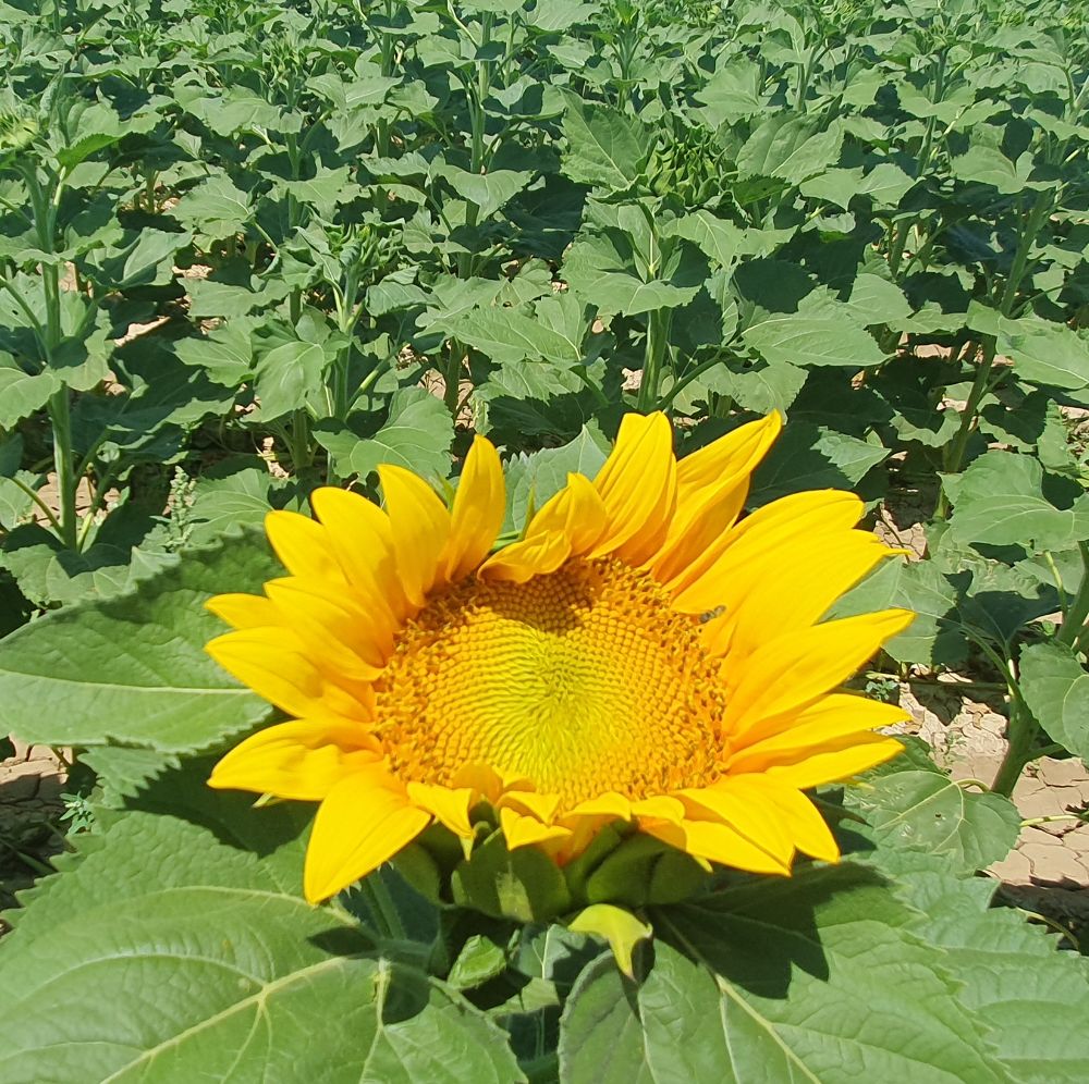 Image of yellow rose