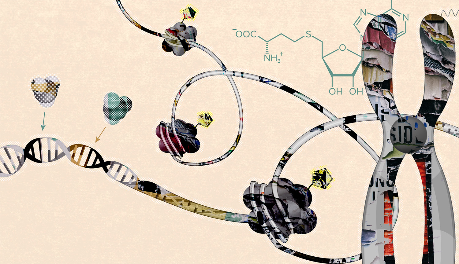 Collage shows DNA, chromosomes, histones, a few key chemicals.