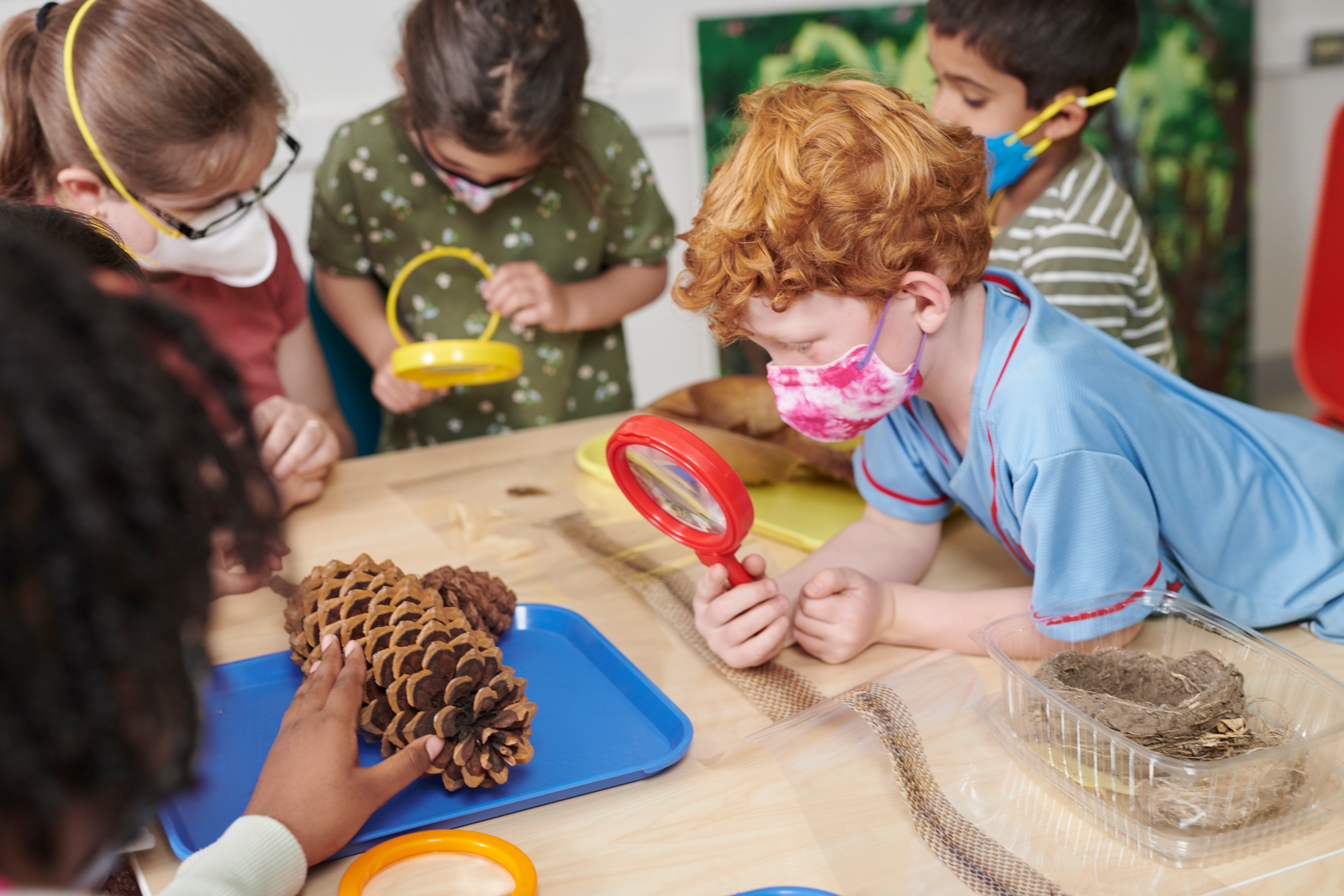 A group of students are using hand lenses to examine large pinecones and other items from nature.