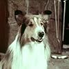 Lassie in Lassie (1954)