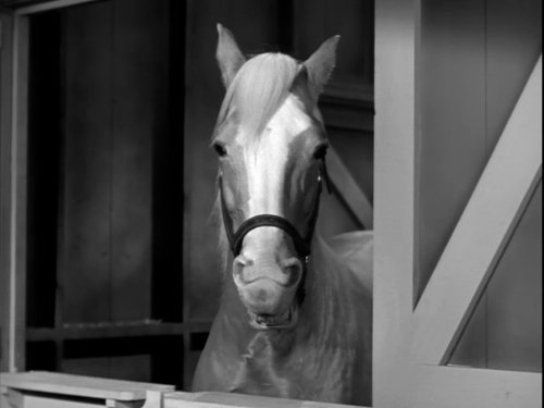 Allan Lane and Mister Ed in Mister Ed (1961)