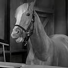 Mister Ed