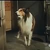 Lassie in Lassie (1954)