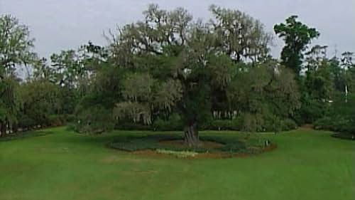 Beneath the Airlie Oak