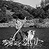 Jon Provost, Lassie the Dog, and Lassie in Lassie (1954)