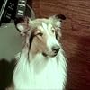 Lassie in Lassie (1954)