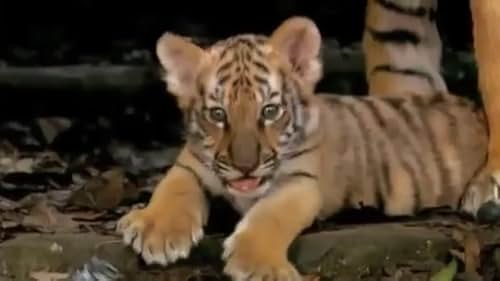 Two tigers are separated as cubs and taken into captivity, only to be reunited years later as enemies by an explorer who inadvertently forces them to fight each other.