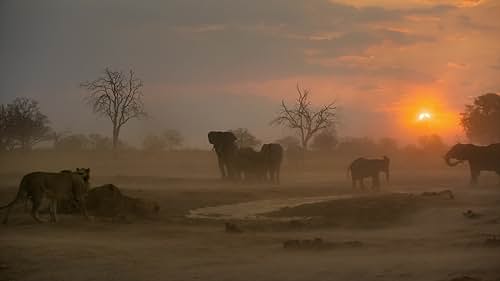 Elephant: Herd Needs To Drink