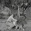 Hugh Reilly, Lassie the Dog, and Lassie in Lassie (1954)