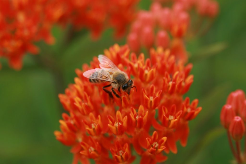 Butterfly Weed