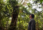 Christopher Kane, Naval Facilities Engineering Systems Command and 36th Civil Engineer Squadron natural resources specialist, looks up at the last adult Serianthes nelsonii tree on the island at Andersen Air Force Base, Guam, Feb. 2, 2021. Serianthes nelsonii is a large tree endemic to Guam and Rota of the Mariana Islands. Only one mature tree exists on Guam, while 121 mature trees have been identified on Rota since 1984. (U.S. Air Force photo by Senior Airman Aubree Owens)