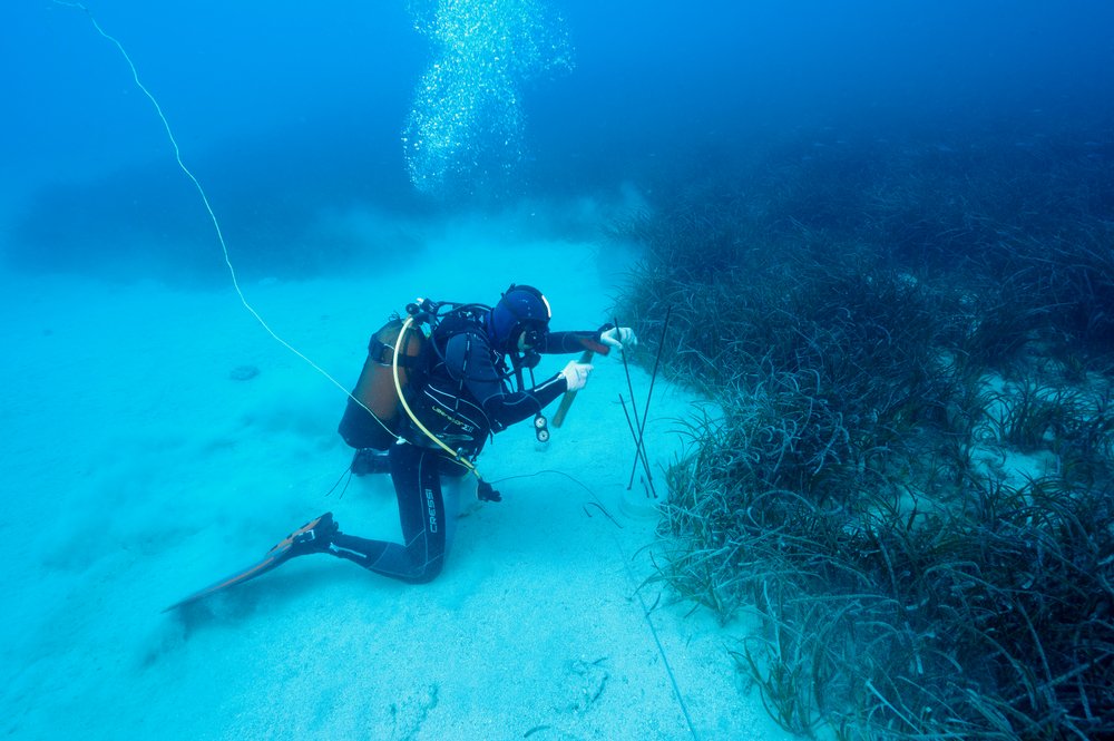 Scuba diver with marine seagrass