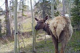 Education, Equity and Elk: indigenous knowledge is at the heart of this wildlife research