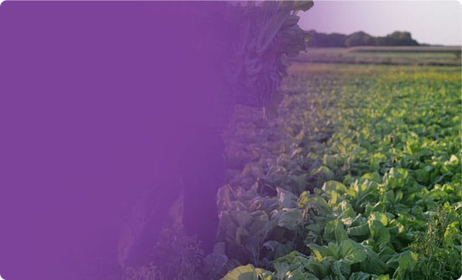 field purple header